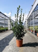 euonymus japonica verde evonimo 3