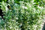 euonymus japonica white spire evonimo 1