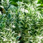 euonymus japonica white spire evonimo 1