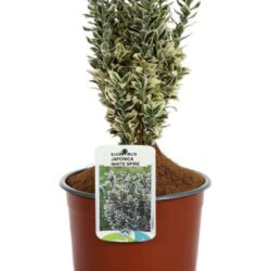 euonymus japonica white spire evonimo