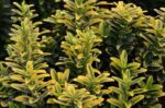 euonymus pulchellus aureovariegato evonimo 2