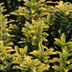 euonymus pulchellus aureovariegato evonimo 2