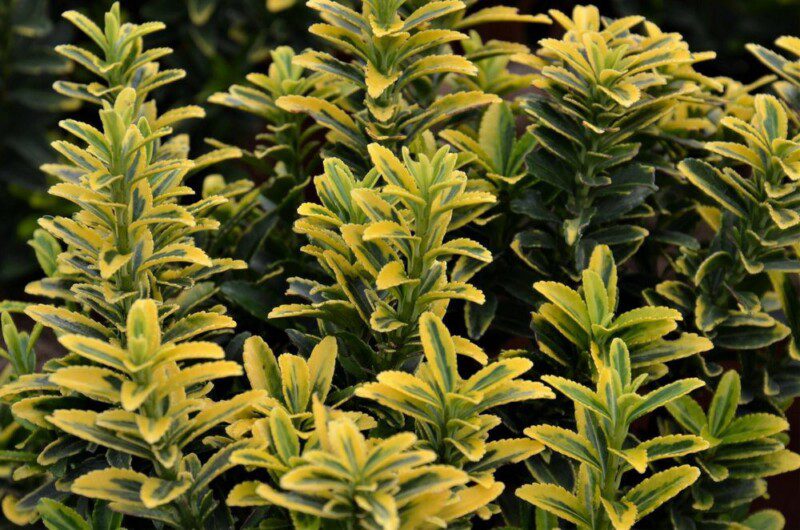 euonymus pulchellus aureovariegato evonimo 2 euonymus pulchellus aureovariegato evonimo 2