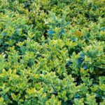 euonymus pulchellus aureus evonimo 1