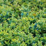 euonymus pulchellus aureus evonimo 1