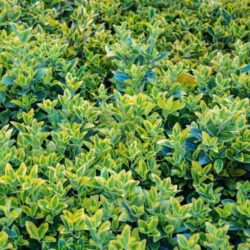 euonymus pulchellus aureus evonimo 1