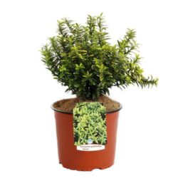 euonymus pulchellus aureus evonimo