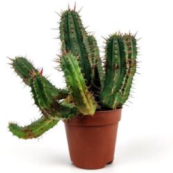 euphorbia boiss