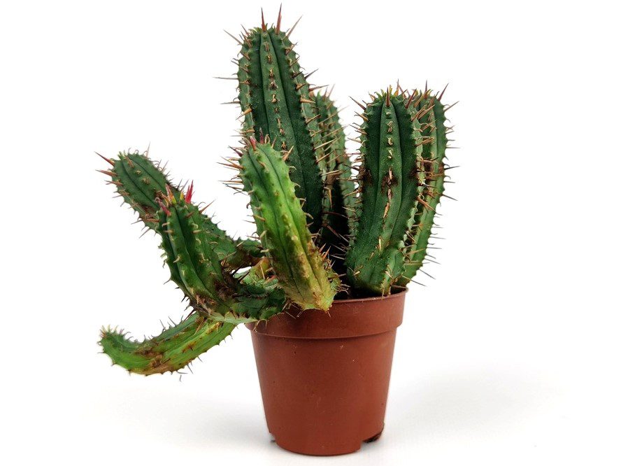 euphorbia boiss euphorbia boiss