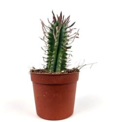 euphorbia enopla