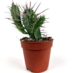 euphorbia ferox