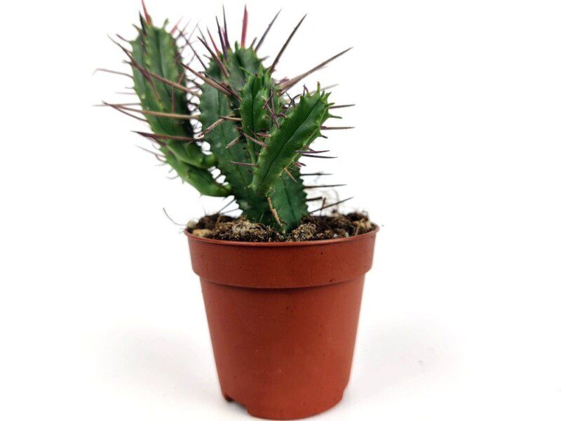 euphorbia ferox euphorbia ferox