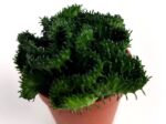 euphorbia flanaganii