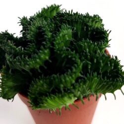 euphorbia flanaganii