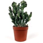 euphorbia lactea 1