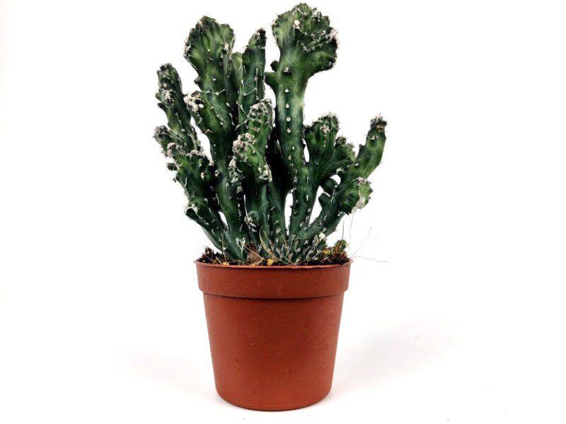 euphorbia lactea 1
