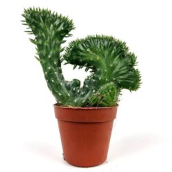euphorbia lactea