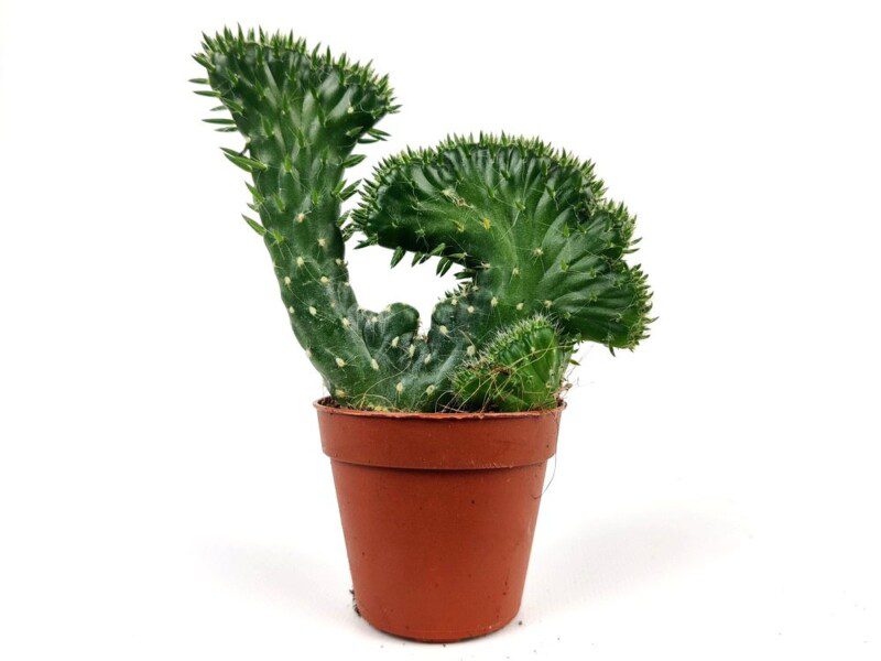 euphorbia lactea