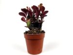 euphorbia trigona royal red