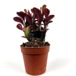 euphorbia trigona royal red