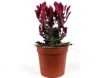 euphorbia trigona royal red 2