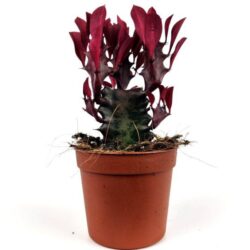 euphorbia trigona royal red 2
