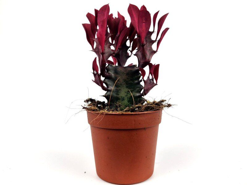 euphorbia trigona royal red 2