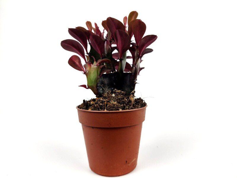 euphorbia trigona royal red