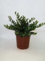 eurya emarginata