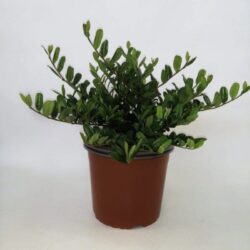 eurya emarginata