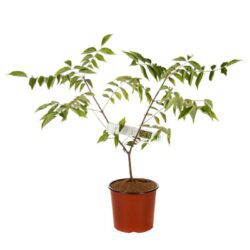evodia daniellii tetradium pianta del miele