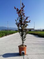 fagus sylvatica dawyck purple faggio 1