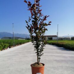fagus sylvatica dawyck purple faggio 1