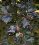 fagus sylvatica dawyck purple faggio 2