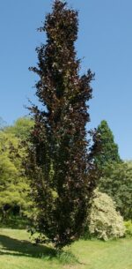 fagus sylvatica dawyck purple faggio 4