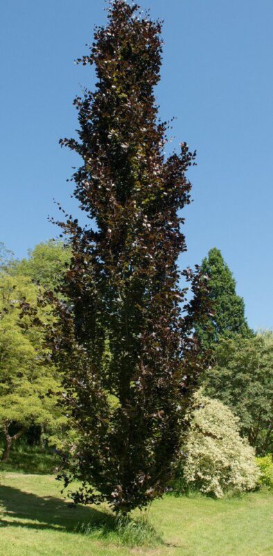 fagus sylvatica dawyck purple faggio 4