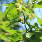 fagus sylvatica faggio 1