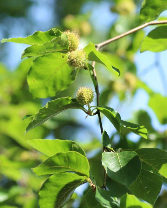 fagus sylvatica faggio 1