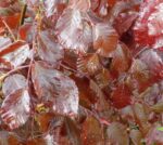 fagus sylvatica purple fountain faggio 1