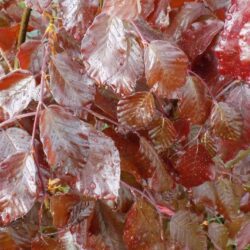 fagus sylvatica purple fountain faggio 1