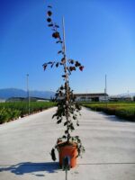 fagus sylvatica purple fountain faggio