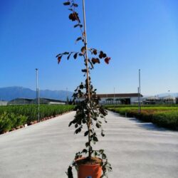 fagus sylvatica purple fountain faggio