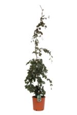 fagus sylvatica purple fountain faggio 3