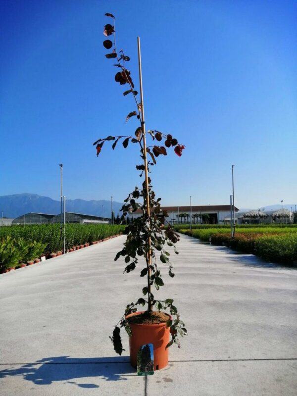 fagus sylvatica purple fountain faggio