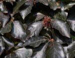 fagus sylvatica swat magret foglia rossa faggio 1