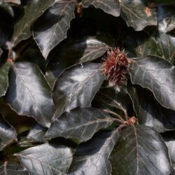 fagus sylvatica swat magret foglia rossa faggio 1