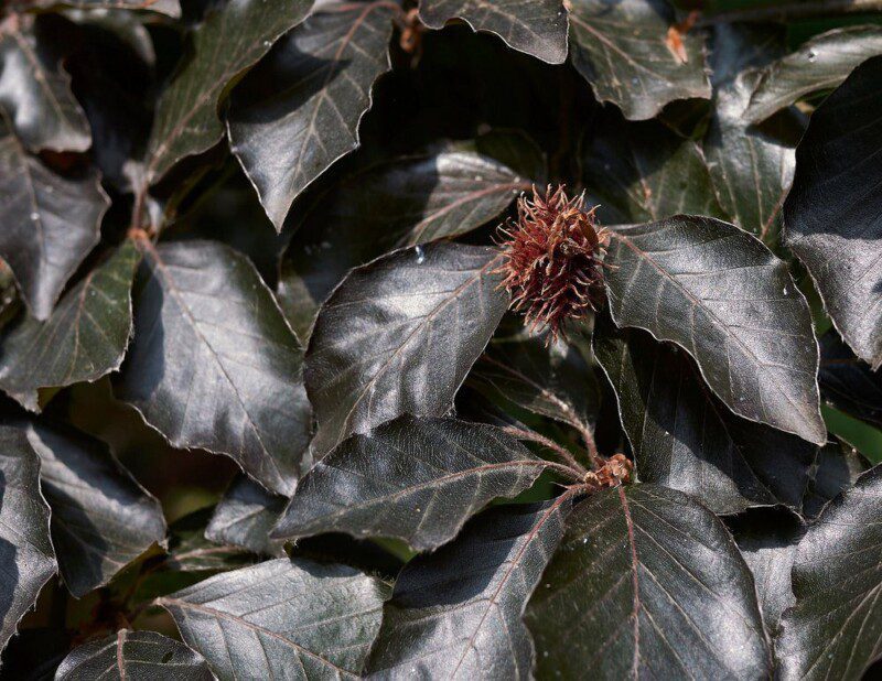 fagus sylvatica swat magret foglia rossa faggio 1