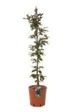 fagus sylvatica swat magret foglia rossa faggio