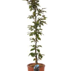 fagus sylvatica swat magret foglia rossa faggio