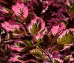 fagus sylvatica tricolo faggio 1